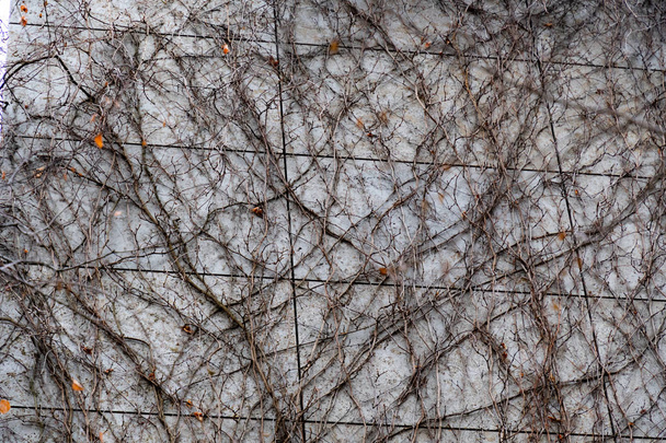 Čtvercový obrazec dlážděný stěnou, zarostlý holými révovými větvemi v podzimní sezóně. Abstraktní pozadí. Zamotané větve stromu. Hnědé pozadí s texturou. - Fotografie, Obrázek