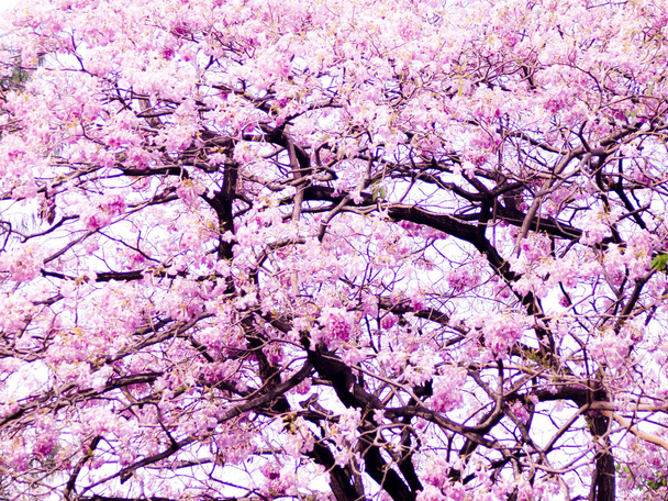 Творчий пастельно-рожевий фон з квітами Розкладка або вітальна листівка на день матері весілля або щаслива подія
 - Фото, зображення