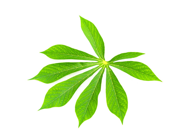 Close-up single cassava or Manihot esculenta leaf isolated on white - Zdjęcie, obraz