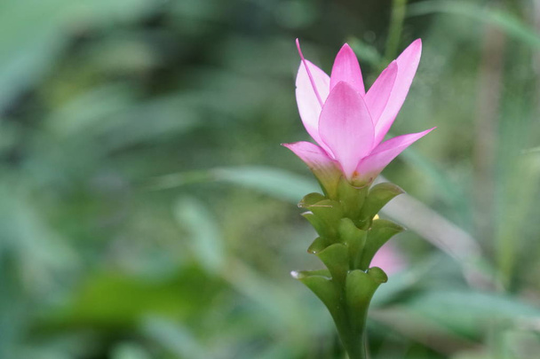 крупним планом кольорова квітка, що росте на відкритому повітрі
  - Фото, зображення