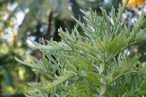 close up of green plants outdoors at daytime  - Foto, Imagem