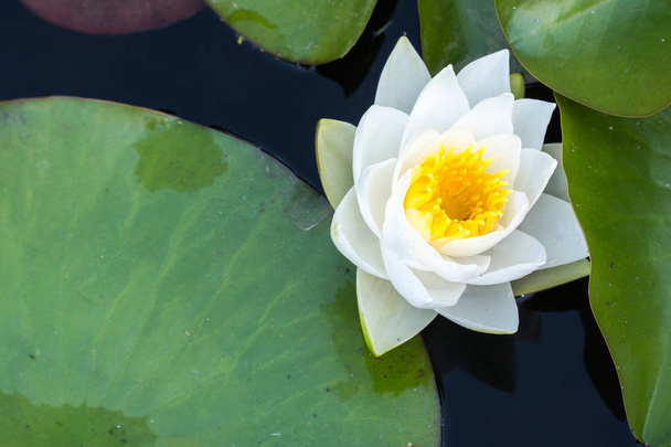 open water lily on a sunny day with copy space - Photo, Image