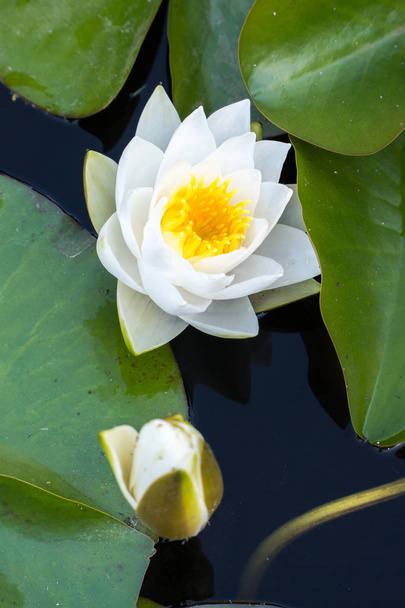open water lily on a sunny day with copy space - Fotoğraf, Görsel
