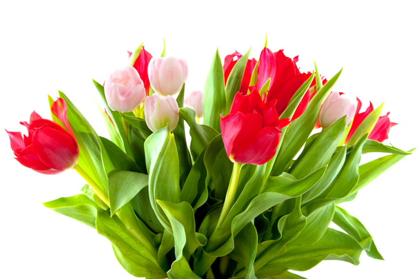 Bouquet tulips - 写真・画像