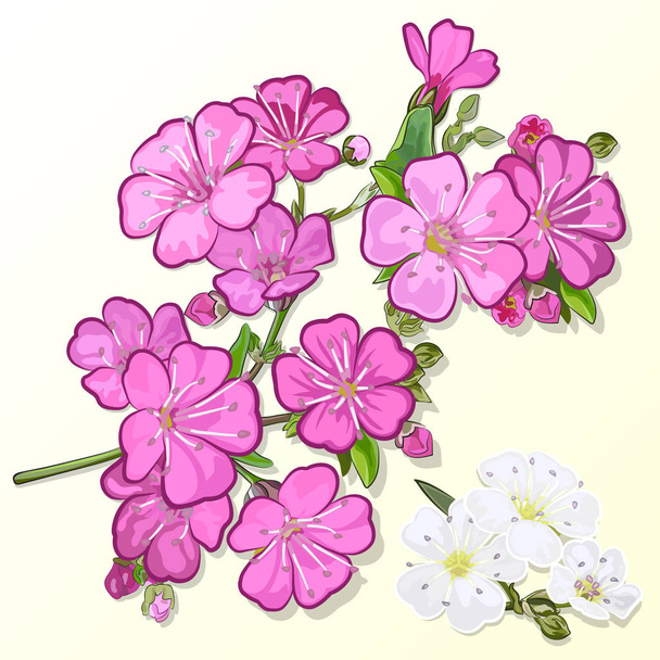 ピンクと白の花を持つジプソフィラの小枝 - ベクター画像