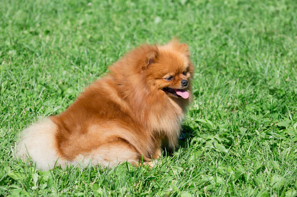 Cute pomeranian spitz puppy is sitting on a spring meadow. Deutscher spitz or zwergspitz. - Фото, изображение