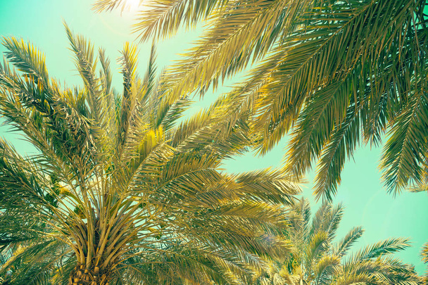 Piantagione di palme da dattero in Israele. Bella natura backgr
 - Foto, immagini