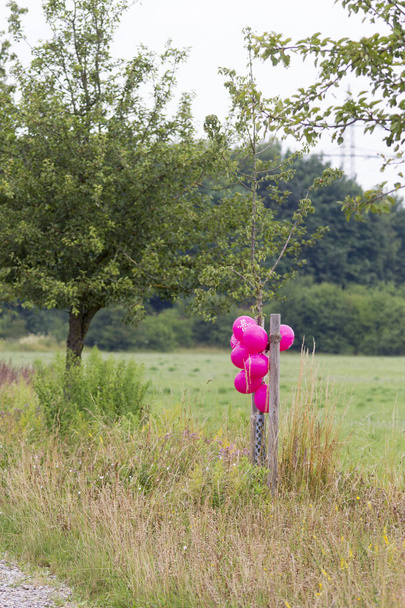 pink colored balloons on a meadow german text 25 years Lisa - Photo, Image