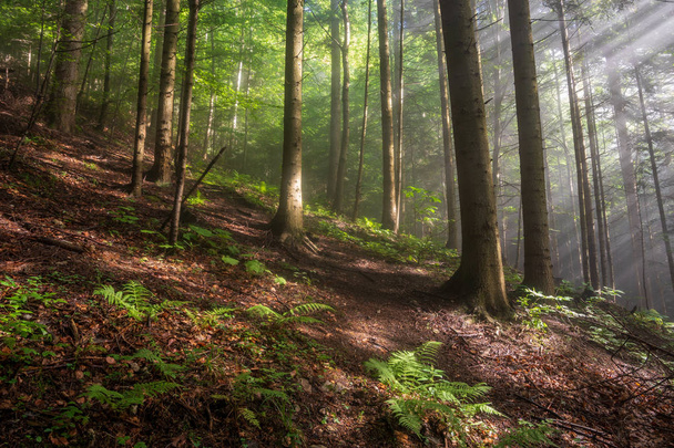 foresta nebbiosa naturale
 - Foto, immagini