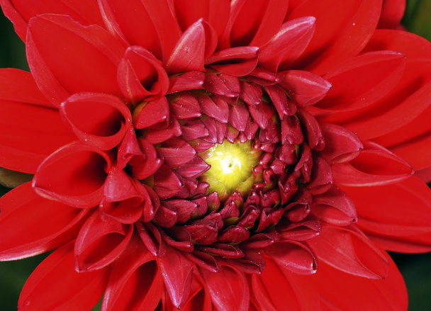 kırmızı çiçek - Fotoğraf, Görsel