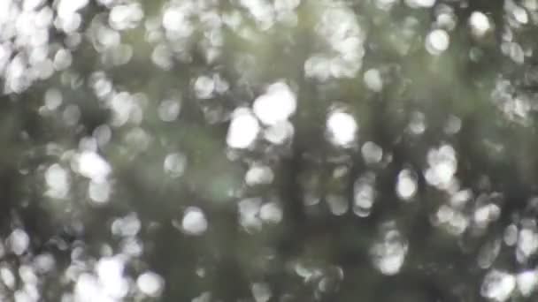 Blick auf Schilf neben einem Teich - Filmmaterial, Video
