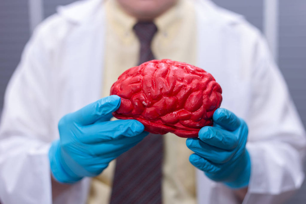 人間の脳モデルを保持する外科医. - 写真・画像