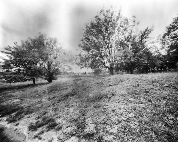 field with trees in the spring, black and white pinhole photo - Photo, Image