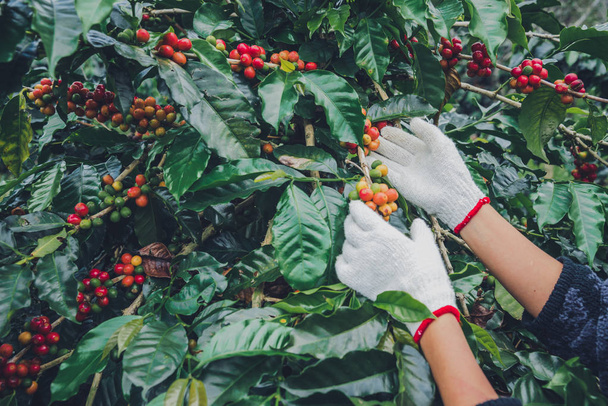 Coffee tree with coffee beans on coffee plantation,How to harvest coffee beans. worker Harvest arabica coffee beans. - Foto, afbeelding