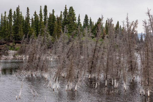Kanada 'nın kuzeyinde göl ile orman - Fotoğraf, Görsel