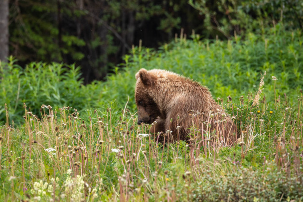 Grizzly Bear bir çayır üzerinde - Fotoğraf, Görsel