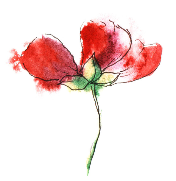 Single withering red flower on black stalk with falling petals isolated on white background. Watercolor hand drawn painting on paper texture. Brush stroke floral illustration with wet ink effect. - Photo, Image