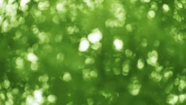 Folhas verdes fora de foco para um fundo da natureza
 - Filmagem, Vídeo