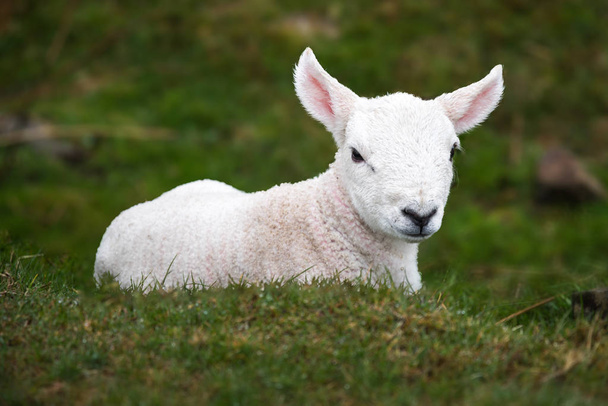aranyos bárány a füvön - Fotó, kép