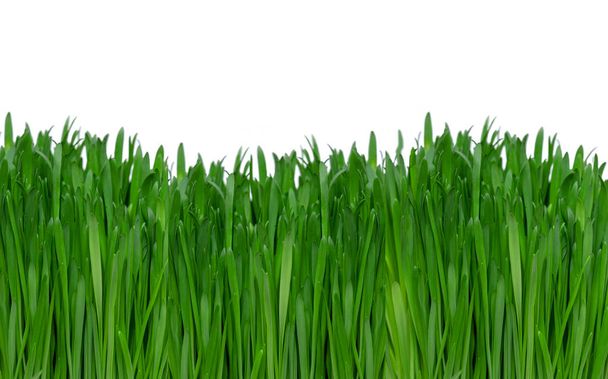Césped verde vibrante aislado sobre fondo blanco, vista lateral de hierba verde fresca
 - Foto, imagen
