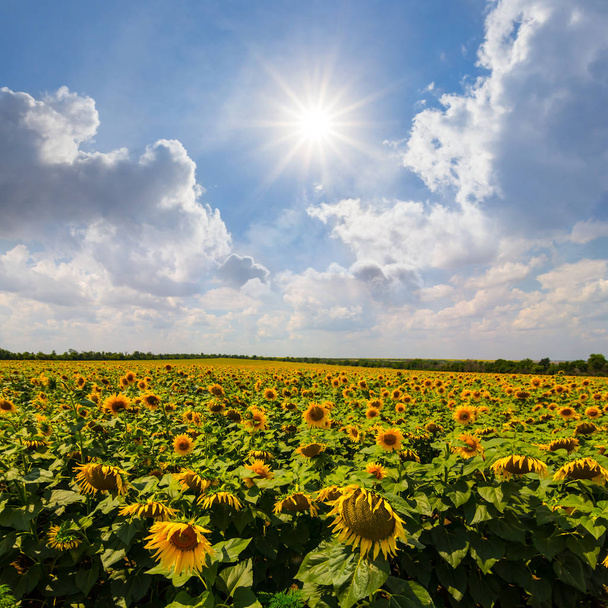 beautiful summer sunflower field under a sparkle sun, countryside agricultural background - Photo, Image