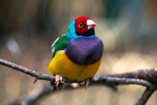 Gouldian sateenkaari peippo lintu lähikuva luonto birn
  - Valokuva, kuva