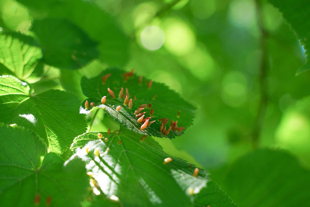 stromových listů ovlivněných aphidy. Hmyzí škůdci a stromy. Ekologické potraviny a zemědělství. - Fotografie, Obrázek
