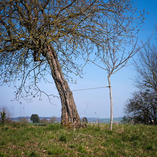 Malý strom nesoucí starou - Fotografie, Obrázek