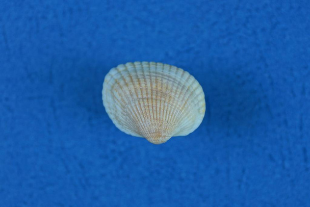 one small white seashell lies on a blue background - Photo, Image