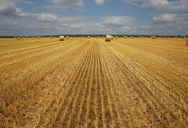 Сухое травяное сено, закрученное в плотных стогах во время подготовки корма для скота, крупным планом на сельскохозяйственном поле против голубого неба. Коллекция зерновых. Акции на ферме. Наполнитель для животных
 - Фото, изображение