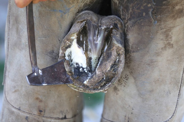 Close-up foto van hoeven van een zadel paard op Animal Farm bij Rura - Foto, afbeelding