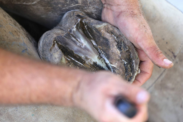 Closeup photo of hooves of a saddle horse on animal farm at rura - Photo, Image