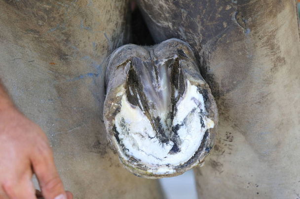 Closeup fotó pata a nyereg ló állat gazdaságban rura - Fotó, kép