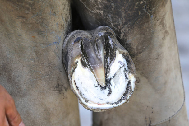 Zbliżenie zdjęcie kopyta konia siodełka na farmie zwierząt w rura - Zdjęcie, obraz