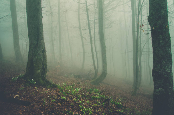 Mystical wood. Fog in the forest. Beautiful trees with moss. Rainy foresty in the Carpathians. Mysterious forest. - Photo, Image