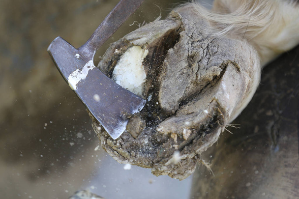 Closeup photo of hooves of a saddle horse on animal farm at rura - Photo, Image