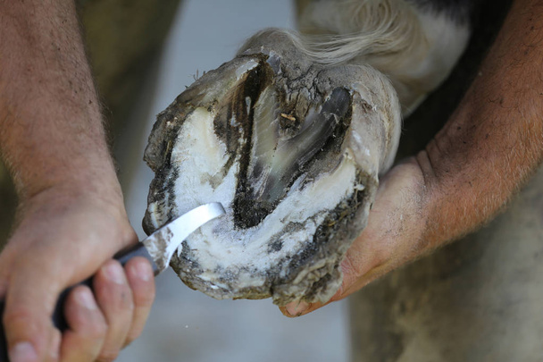 Foto de close-up de cascos de um cavalo de sela na fazenda de animais em rura
 - Foto, Imagem