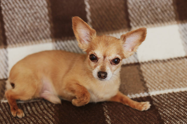 Perro de pelo corto de pelo rojo Chihuahua miente y se sienta en una alfombra marrón
 - Foto, imagen