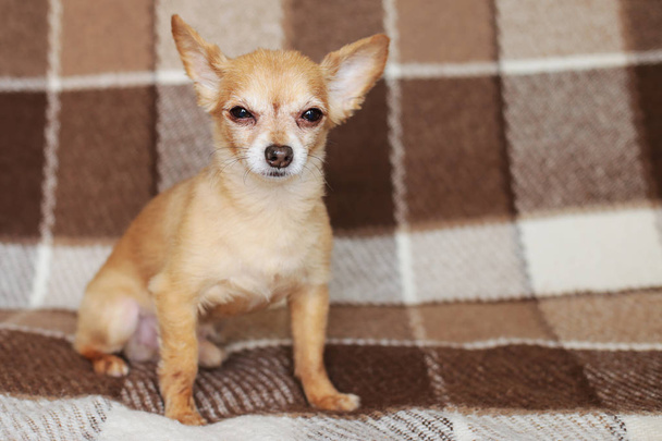 Рыжая короткошерстная собака Чихуахуа лежит и сидит на коричневом ковре
 - Фото, изображение