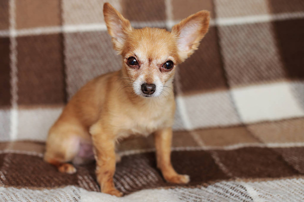 Capelli rossi cane a pelo corto Chihuahua si trova e si siede su un tappeto marrone
 - Foto, immagini