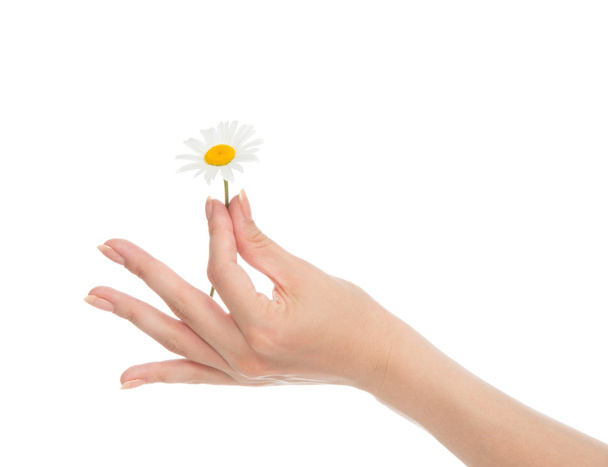 woman hand french manicure with chamomile daisy flowers - Zdjęcie, obraz