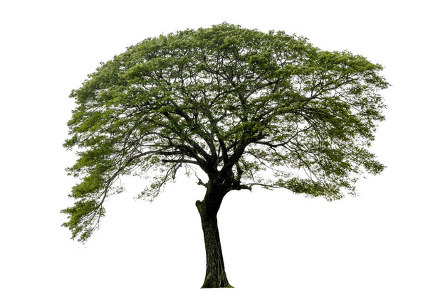 Дерева ізольовані на білому тлі, тропічні дерева ізольовані
 - Фото, зображення