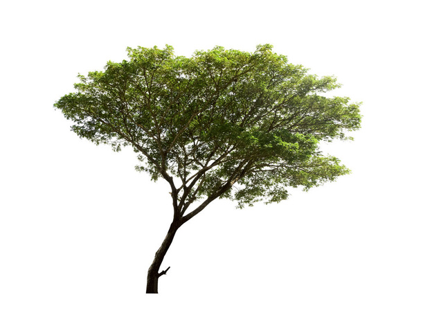 Stromy izolované na bílém pozadí, izolované tropické stromy - Fotografie, Obrázek