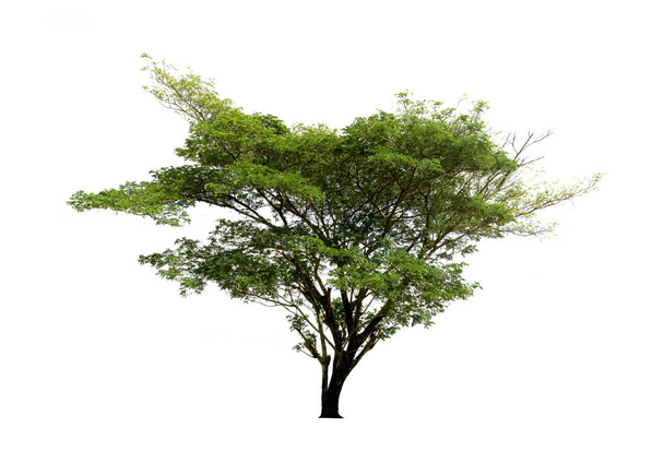 白い背景に隔離された木々、使用される熱帯の木 - 写真・画像