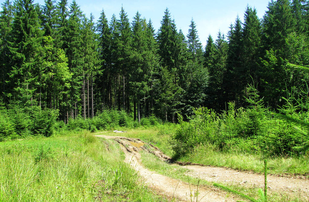 Estrada velha floresta quebrada com vista para o prado ensolarado
. - Foto, Imagem