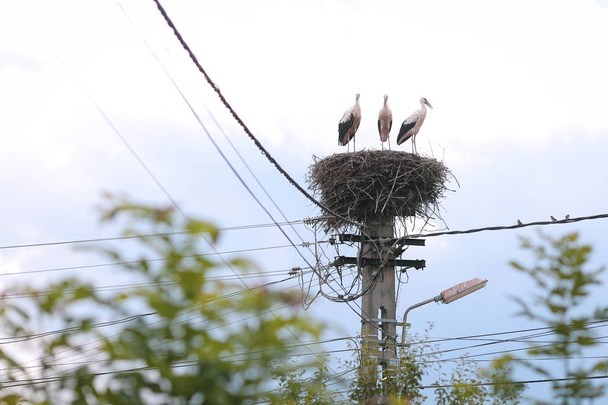Familia de cigüeñas que viven en un nido que hicieron encima de un electri
 - Foto, imagen