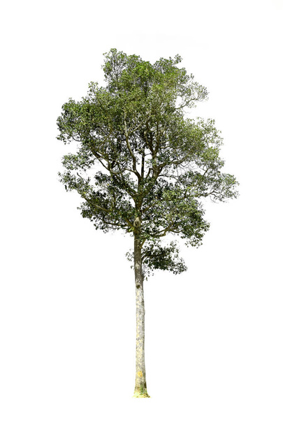 Δέντρα απομονωμένα σε λευκό φόντο, τροπικά δέντρα απομονωμένα που χρησιμοποιούνται - Φωτογραφία, εικόνα