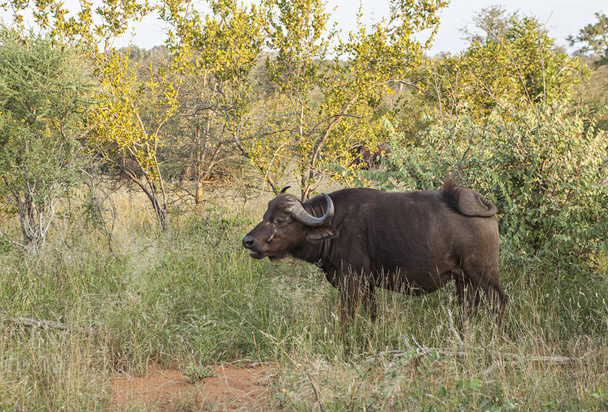 одинокий буйвол в парке Крюгера
 - Фото, изображение
