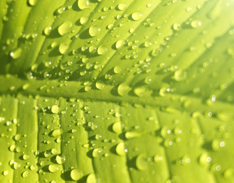Gyönyörű zöld levél vízcseppekkel - Fotó, kép