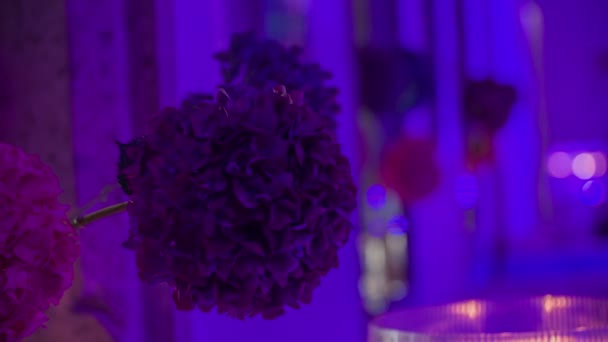 Zadziwiające ogromne fioletowe kwiaty oświetlone niebieską błyskawicą, która tworzy niesamowitą atmosferę. - Materiał filmowy, wideo